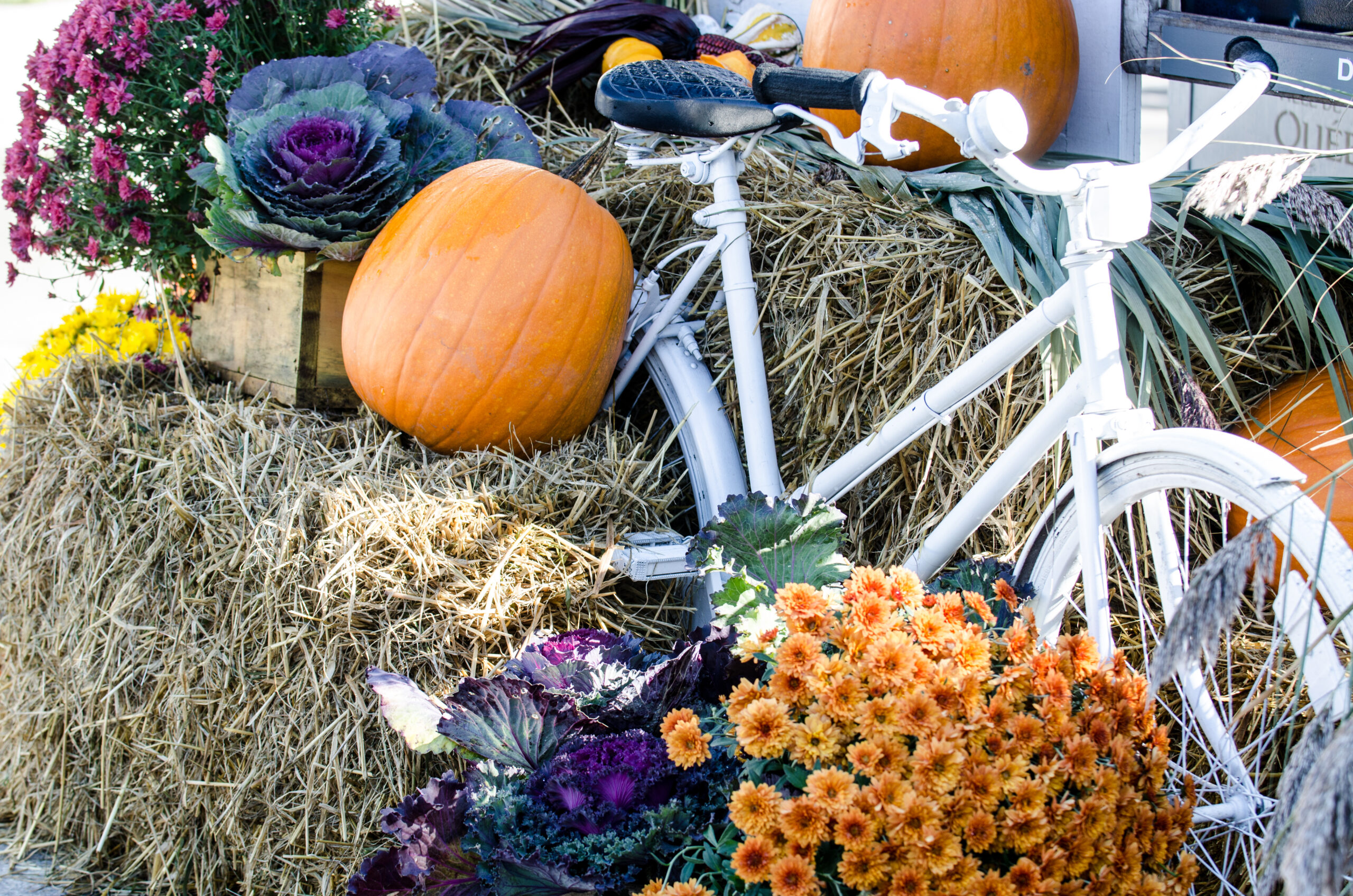 Halloween pumpkins and flowers beside bike