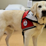 UofL Health facility dog Travis wearing his red Paws With Purpose harness